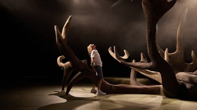 Mein kleines Prachttier
